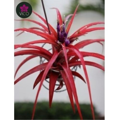 Tillandsia Brachycaulos