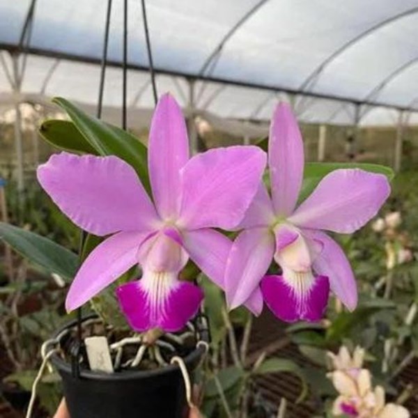 Orquídea Cattleya Violacea Tipo X C. Walkeriana Tipo