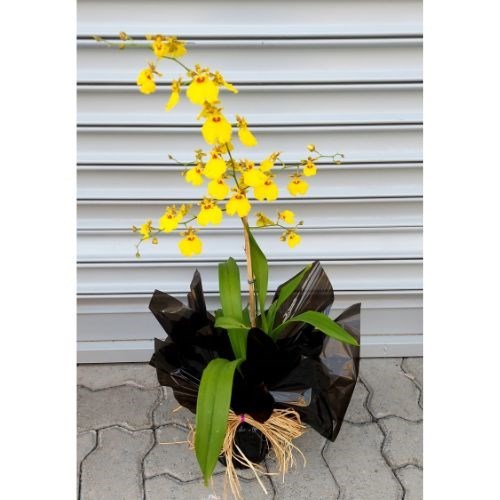 Orquídea Chuva de Ouro para Presente Dia das Mães 