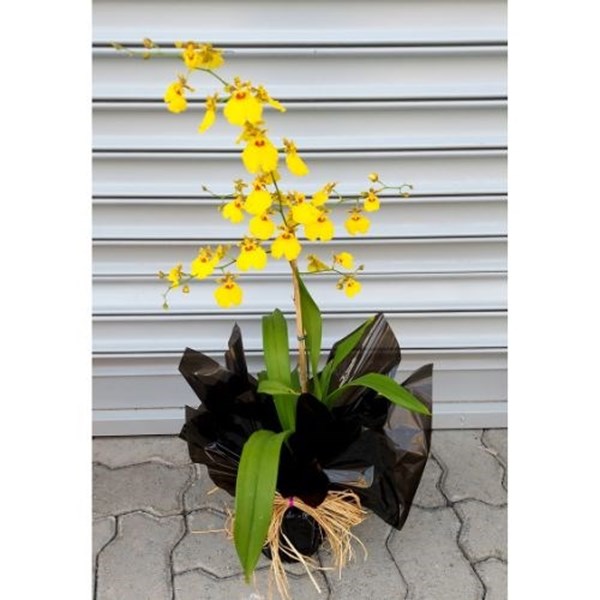 Orquídea Chuva de Ouro para Presente Dia das Mães