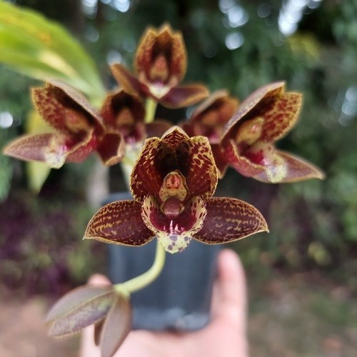 Fredclarkeara Carly-Ito - Adulto