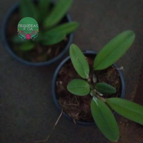 Orquídea Bulbophyllum medusae