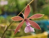 Encyclia Leile
