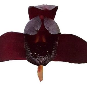 Kit 3 Orquídea Negra Adulta + Musgo 5 Litros