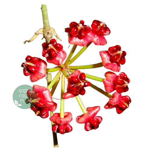 Flor de cera Hoya lucardenasiana muda enraizada no pote nº 6