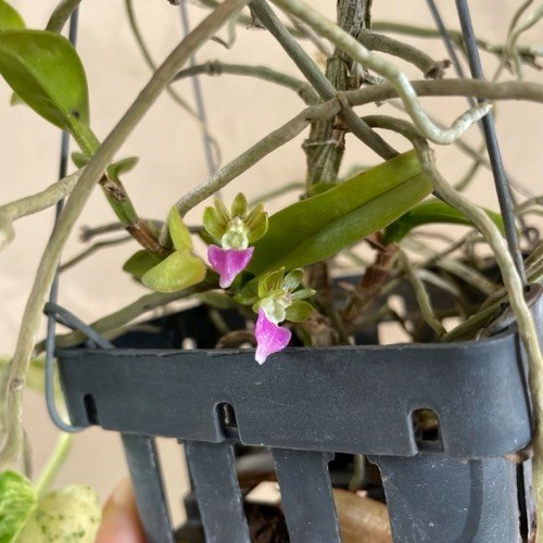 Pelatantheria insectifera