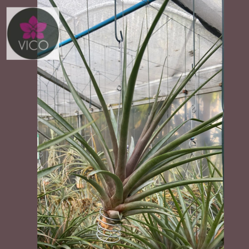 Tillandsia boliviana