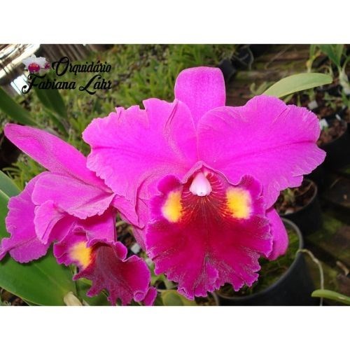 Orquídea B.L.C. Herons Roon 'Grapeland'