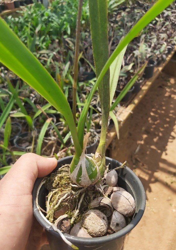 Orquídea Encyclia cordigera atropurpurea X Encyclia profusae