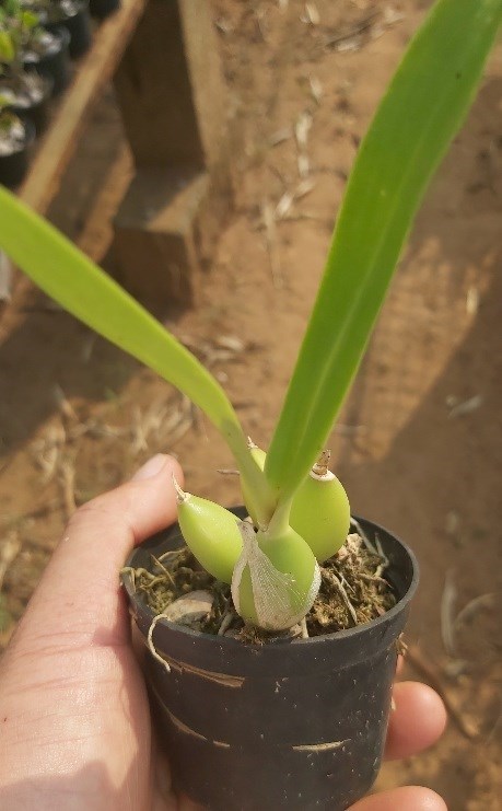 Orquídea Prosthechea chacoensis