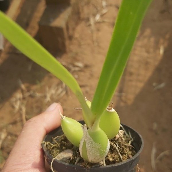 Orquídea Prosthechea chacoensis