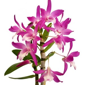 Orquídea Dendrobium Stardust Rainbown Dance ! Planta Adulta