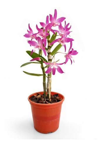 Orquídea Dendrobium Stardust Rainbown Dance ! Planta Adulta