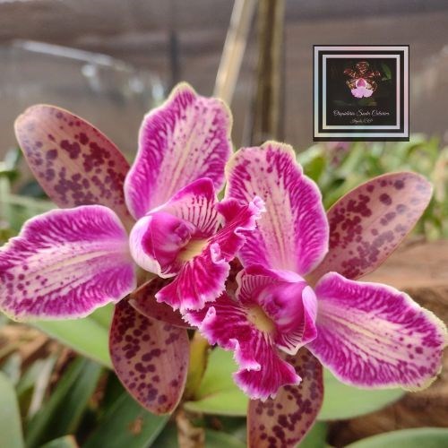 Orquídea Cat. Schilleriana x Cat. Karol Wojtyla (LANÇAMENTO) 