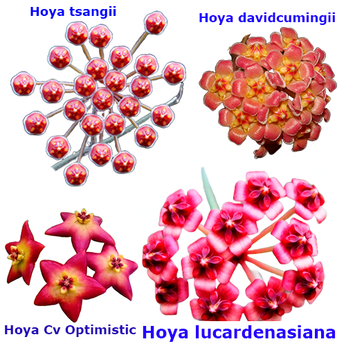 Combo das flores de cera rosadas - mudas enraizadas