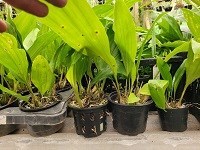 Combo com 04 Stanhopeas