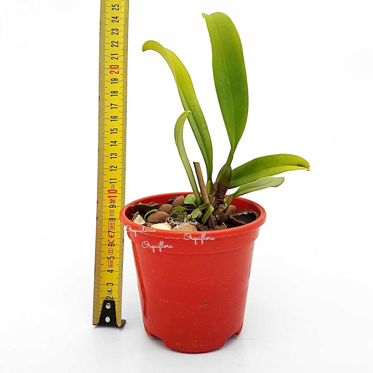 Orquídea Bulbophyllum rothschildianum Planta Adulta Vs10