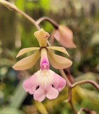 Registro Disponível: Epidendrum ( coronatum x revolutum )