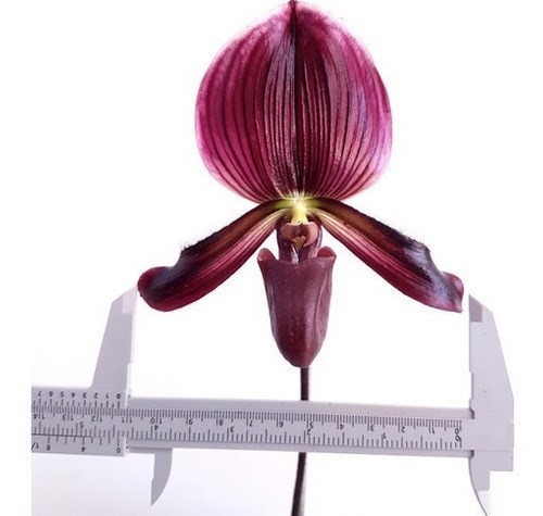 Orquídea Rara Sapatinho Paphiopedilum maudiae Black Jack