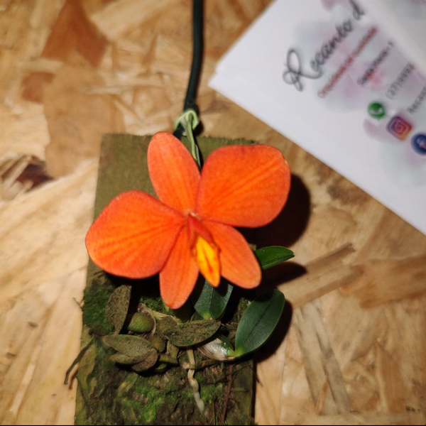 Orquídea Sophronitis pigmeia - Orquiloja