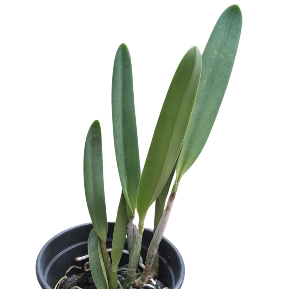  Laelia Tenebrosa X Laelia Briegeri