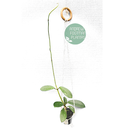 Combo Promocional De Flores De Cera Nº10 (mudas Enraizadas)