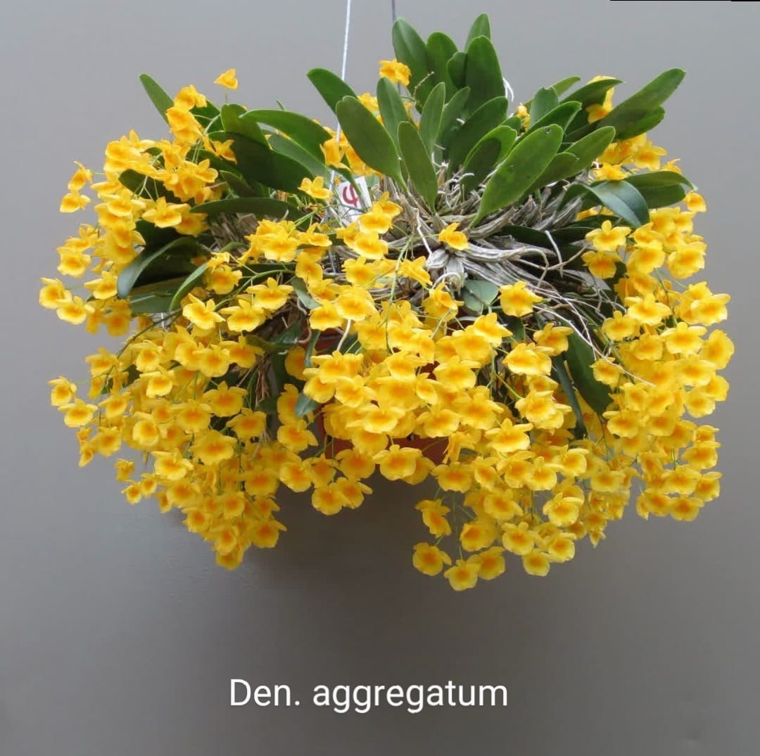 Orquídea Dendrobium aggregatum