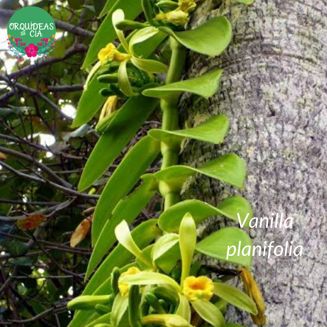 Orquídea Vanilla planifolia (baunilha mexicana)