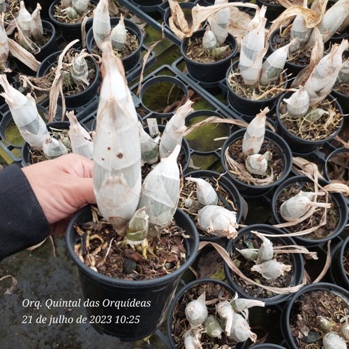 Clowesetum  Mark Margolis - Adulto