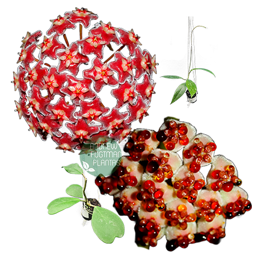 Combo de flores de cera nº 4 mudas enraizadas no pote nº 6