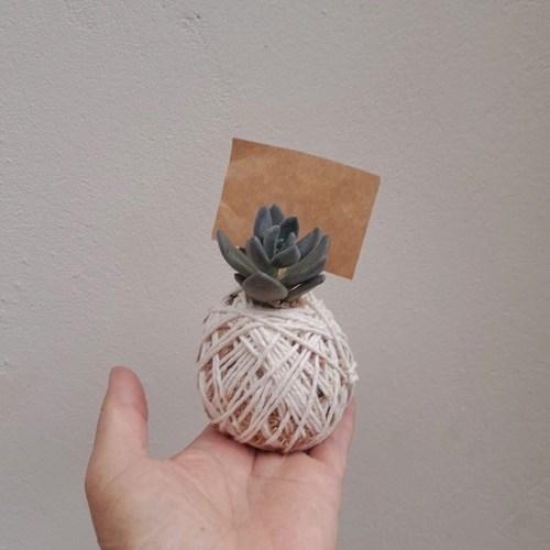 Kit 10 Mini Kokedamas de Suculentas Variadas