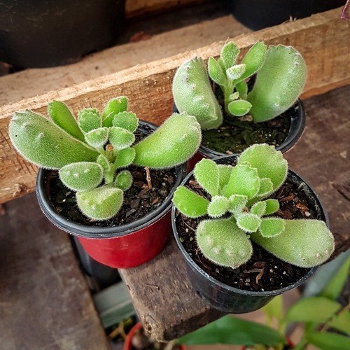 Mini Suculenta Pata De Urso ( Cotyledon Tomentosa )