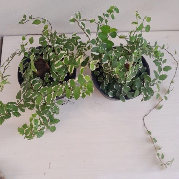 Folhagem Hera unha de gato variegata (Ficus pumila "White Sunny")