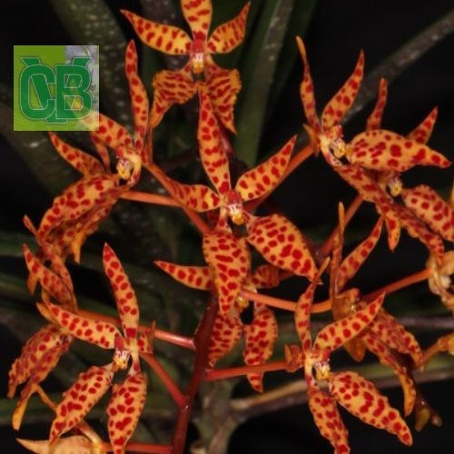 Renanthera monachica