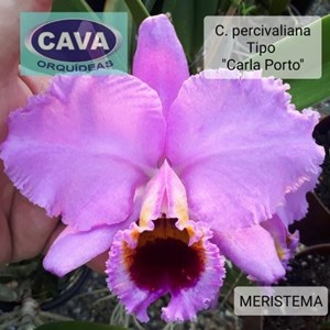 Orquídea C. PERCIVALIANA TIPO "CARLA PORTO" - MERISTEMA - CORTE ADULTO 4 BULBOS