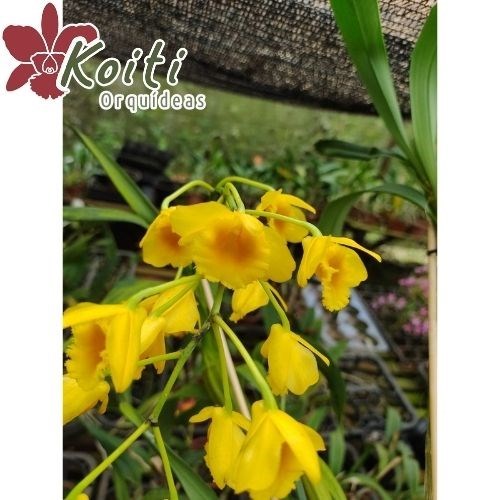 Orquídea Dendrobium Chrysotoxum