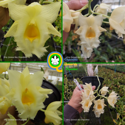 Clowesetum Wyche's Bumble Bee - Adulto