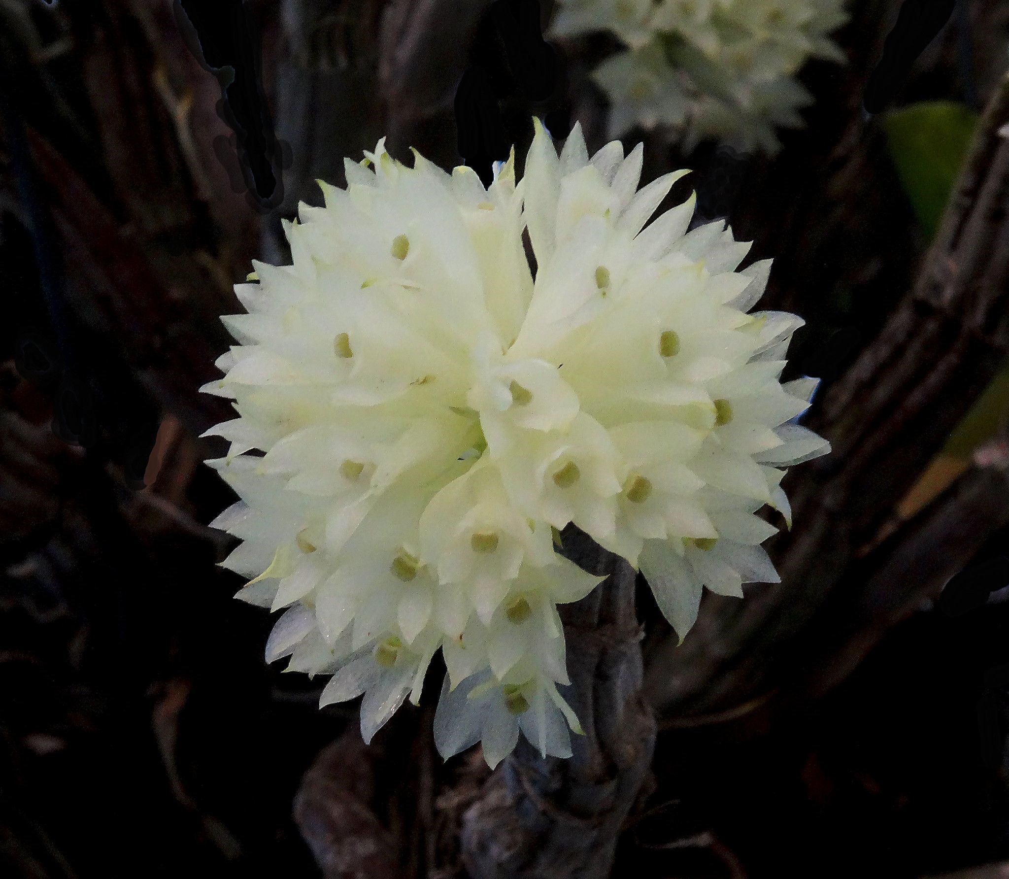 Orquídea Dendrobium purpureum Albo
