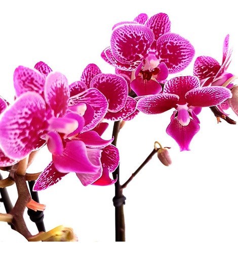 Orquídea Phalaenopsis Mini ! Flor Linda ! Com Vaso.