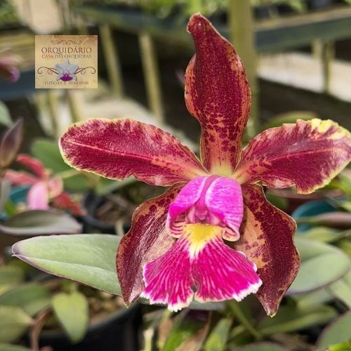 Orquídea Cattleya schilleriana escura