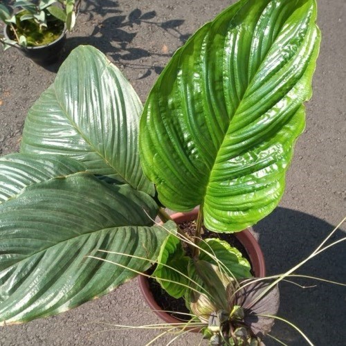 Flor Morcego (Tacca chantrieri)