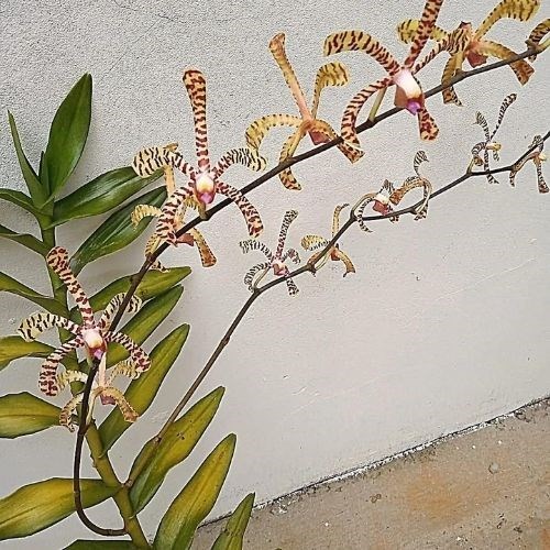 Orquídea Arachnis