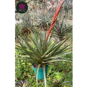 Tillandsia Boliviana