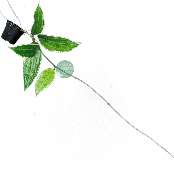 Flor de cera Hoya macrophylla albomarginata - muda enraizada no pote nº 6