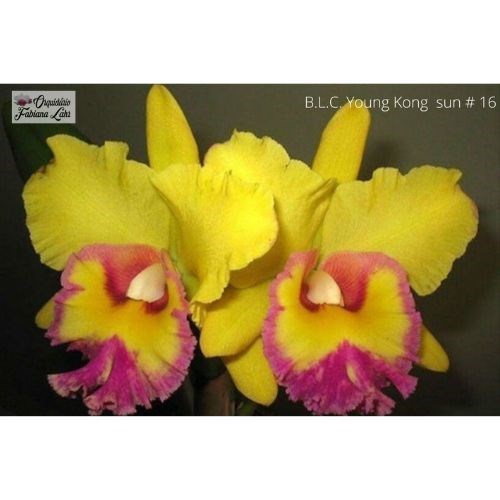 B.L.C. Young Kong “Sun#16”