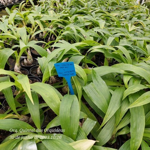 Mormodes Strawberry Fields - Adulto