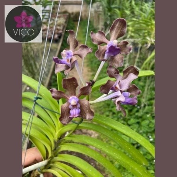 Orquídea Vanda tessellata x Vanda Mimi Palmer