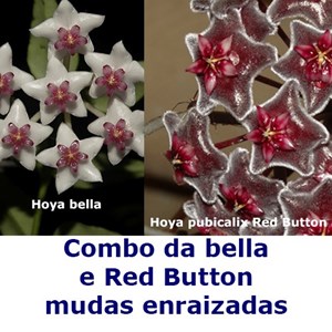 Combo Das Flores De Cera Hoya Bella E Pubicalix Red Button - Mudas Enraizadas