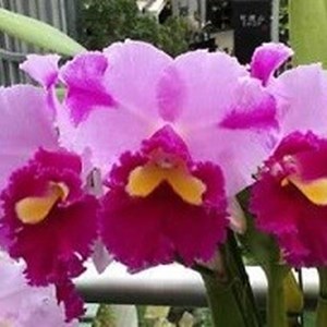 Orquídea Cattleya Dream Paradise