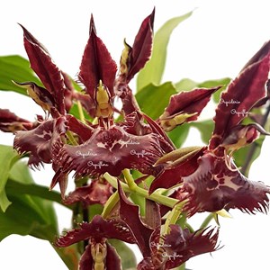 Orquídea Catasetum Planta Adulta Flor Exótica Rara